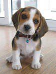 10 week old Beagle puppy