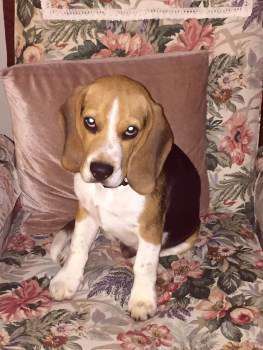 Beagle dog on a chair