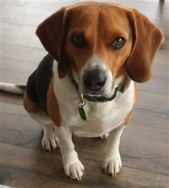 Beagle 3 to 4 years old
