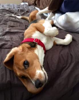 cute and funny Beagle on bed