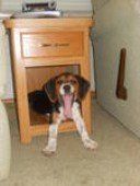 4 month old male Beagle puppy