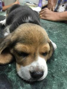 1 month old beagle puppy sleeping