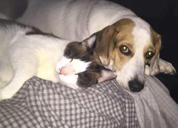 Beagle and cat together -8