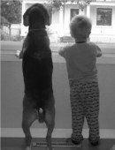 Beagle and little boy looking out window