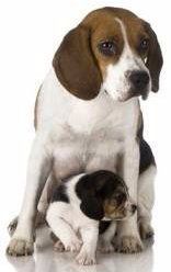 Beagle and her newborn
