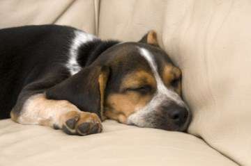 Beagle asleep on sofa