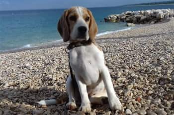 Beagle at the beach with paws on rocks
