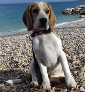 Beagle at the beach with paws on rocks
