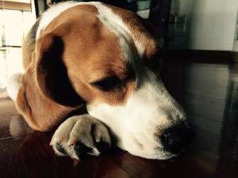 Beagle at rest