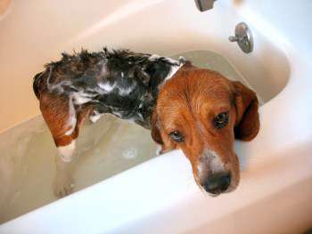 Beagle in bath tub