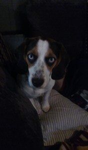 Beagle with blue eyes