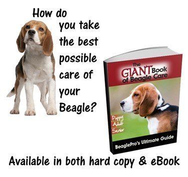BeaglePro | Complete Beagle Information Center