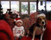 Beagle, cat and a baby