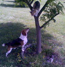 Beagle chasing cat up a tree