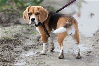 why do beagles jump so much?
