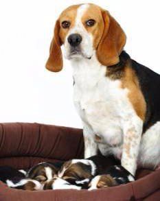 when can beagle puppies leave their mother?