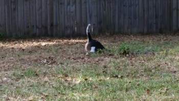 Beagle digging a hole