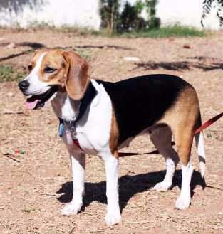 Beagle dog outside on leash