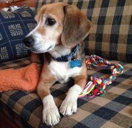 Beagle rescue dog