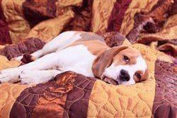 beagle-dog-male