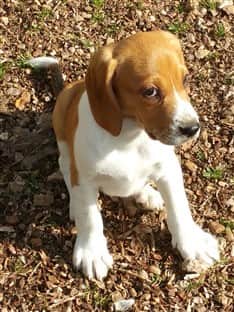 Beagle dog outside in yard