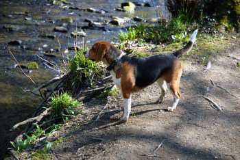Beagle hound dog down at river