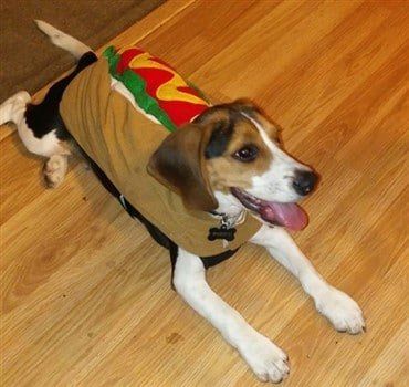 beagle-dresses-as-hotdog-halloween 