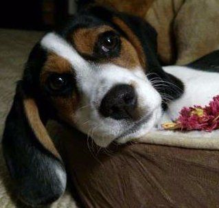 Beagle face up close