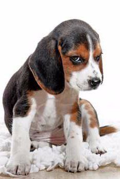 why does my beagle stink? 2