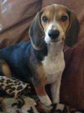 Beagle making a funny face