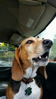 Beagle in car