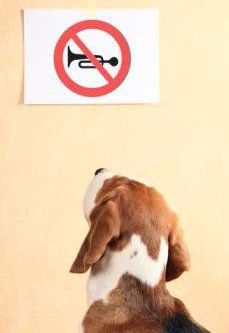 Beagle looking at a sign