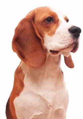adult Beagle profile