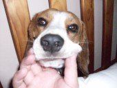 Beagle with loose mouth