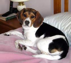 why do beagles have white tipped tails