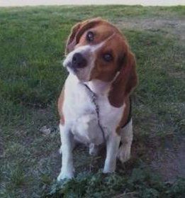 male Beagle dog