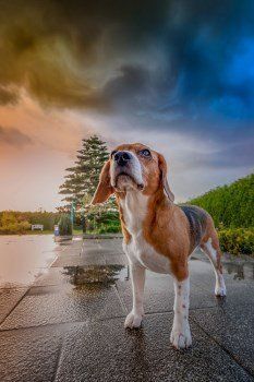 Beagle photo by Mick Adam images