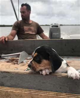 why beagle destroys everything? 2