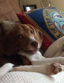 Beagle on chair