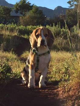 Beagle on hill