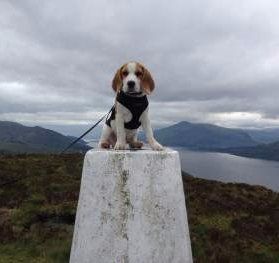 Beagle on a mountain top