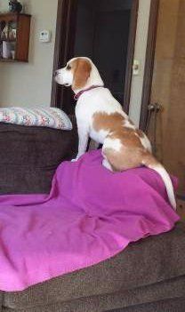 Beagle on sofa