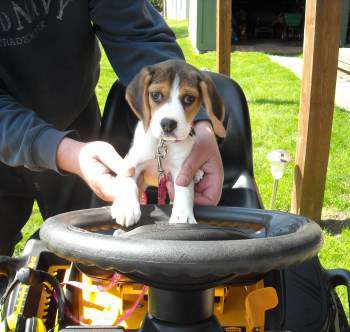 Beagle outside on a tractor