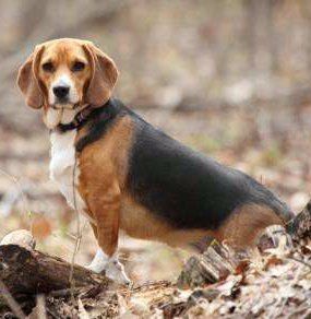 Beagle out in the woods