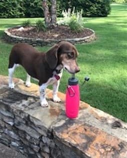 Beagle outside on rock wall