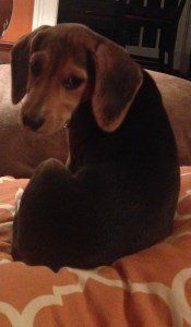 2 year old dark colored Beagle
