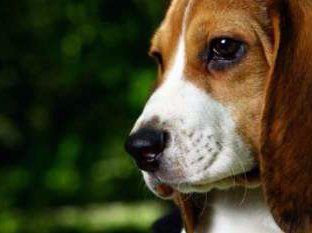 Beagle dog profile