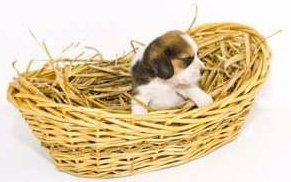 Beagle puppy in a basket