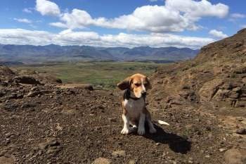 Beagle puppy on a hill