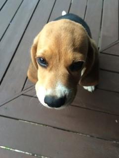 Beagle pup looking up